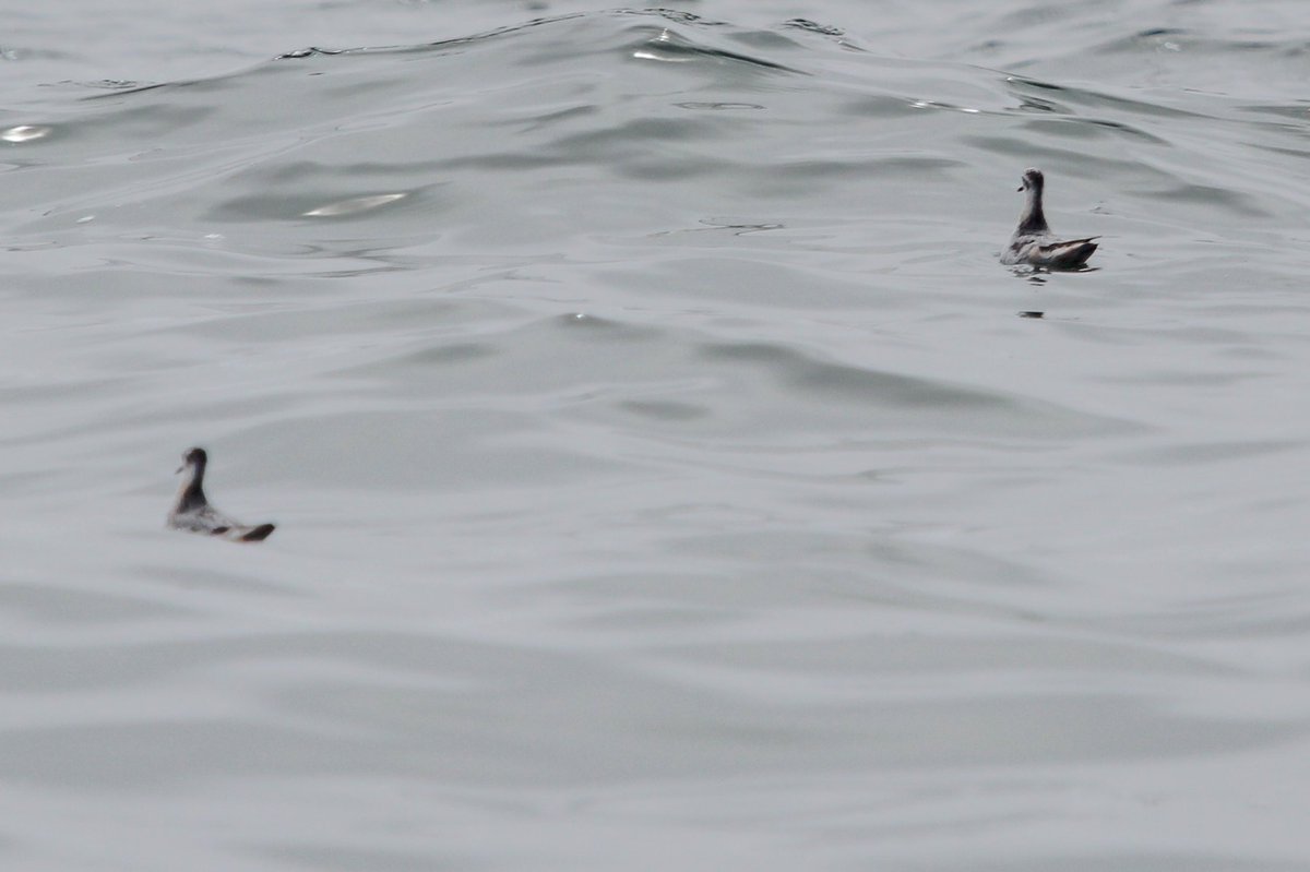 ryryry4's tweet photo. Out in Monterrey Bay with @MBayWhaleWatch, cooperative  Humpbacks, Sooty Shearwater and Red (/ Grey) Phalarope https://t.co/voq09B4Rqc