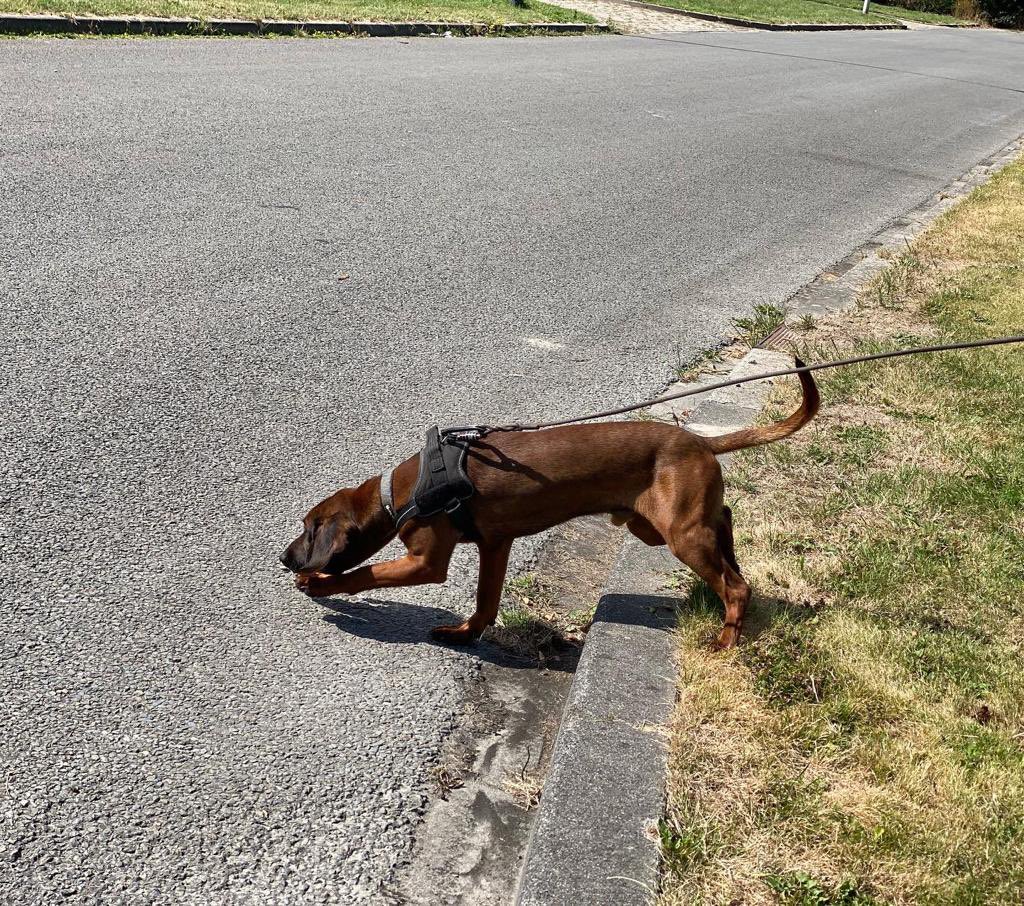 Scentimprint's tweet photo. Tracking &amp; trailing course in the Netherlands 🇳🇱. 

#trackingdogs #mantrailingdog #trackerdog #urbantracking #k9 #k9unit #malinois #bavarianmountainhound #beiersebergzweethond #jagdterrier #speurhond #dogtraining #sifd #scentimprintfordogs https://t.co/igBOEqBmax