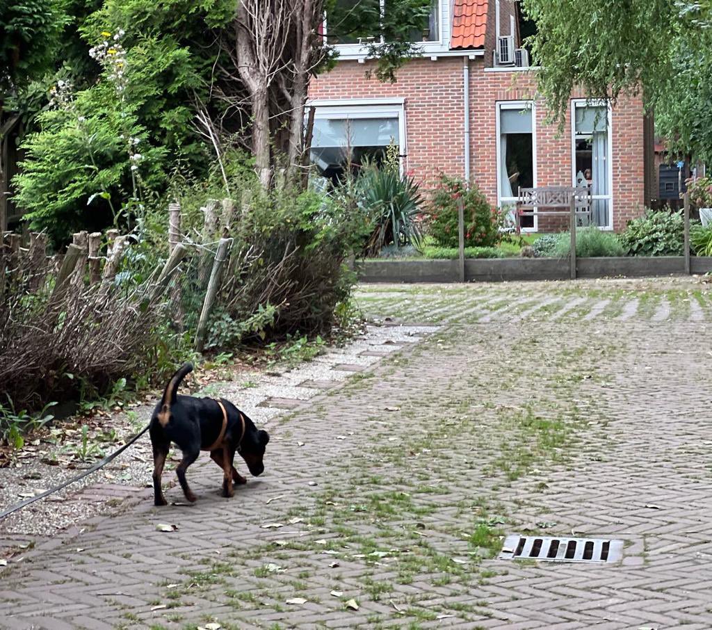 Scentimprint's tweet photo. Tracking &amp; trailing course in the Netherlands 🇳🇱. 

#trackingdogs #mantrailingdog #trackerdog #urbantracking #k9 #k9unit #malinois #bavarianmountainhound #beiersebergzweethond #jagdterrier #speurhond #dogtraining #sifd #scentimprintfordogs https://t.co/igBOEqBmax