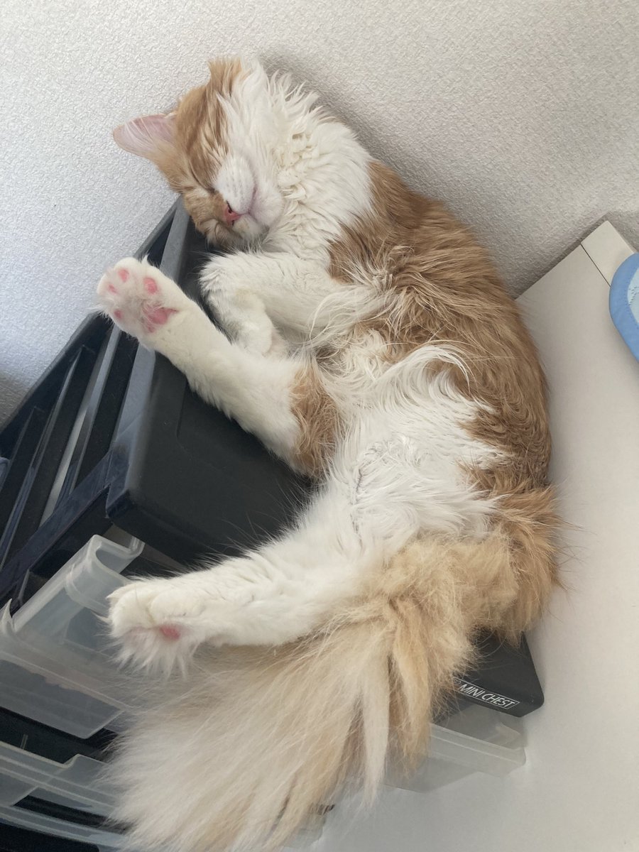 shishido_620's tweet photo. ねぞうのくせつよめ

#猫 #メインクーン #ペット #癒し #シシドにゃん #猫のいる暮らし #猫好きさんと繋がりたい　#肉球 https://t.co/1J1Ad9ob3N