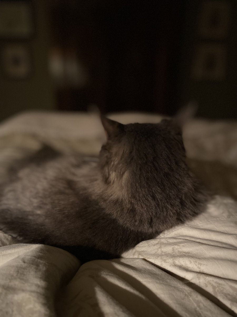 mchamberlain202's tweet photo. @dgschell Zoë says night night… https://t.co/yu5TsogvUv