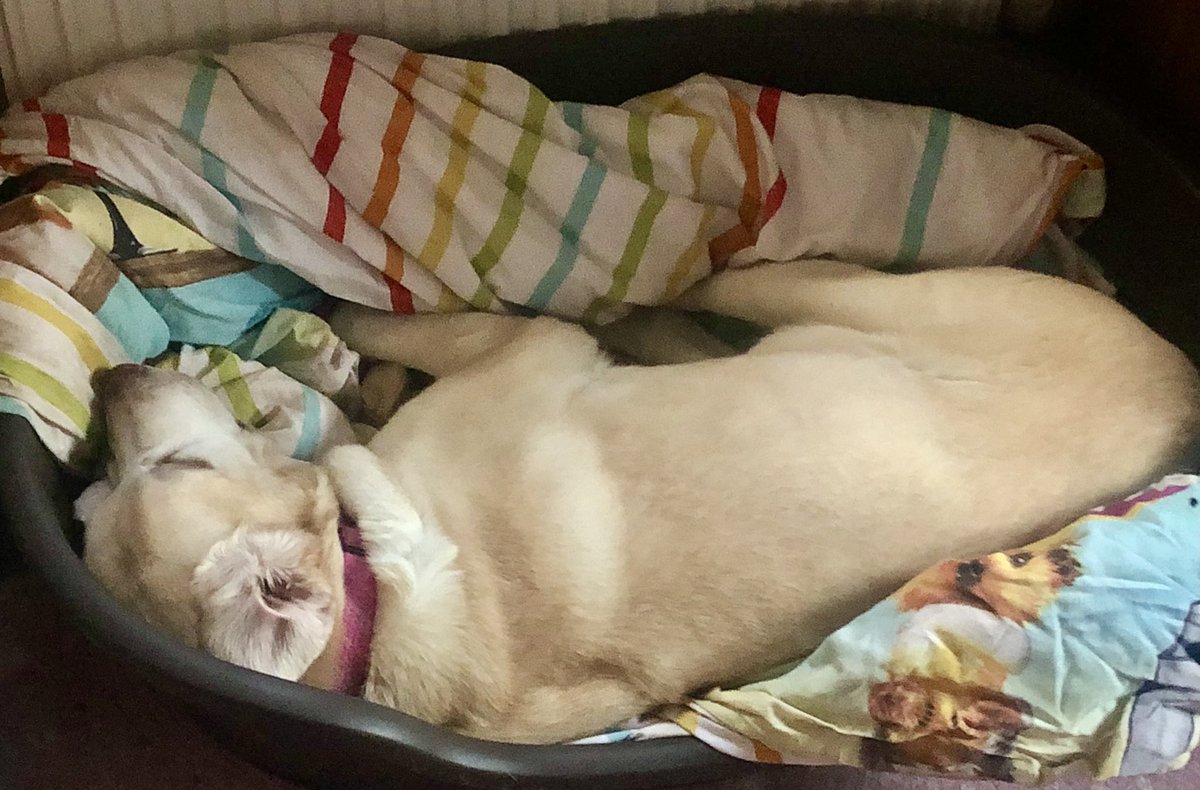 melvinhardy's tweet photo. โ Do I need to get up dad โ ๐ xx
#lazysunday #itsadoglife https://t.co/BhBIMEAKj9
