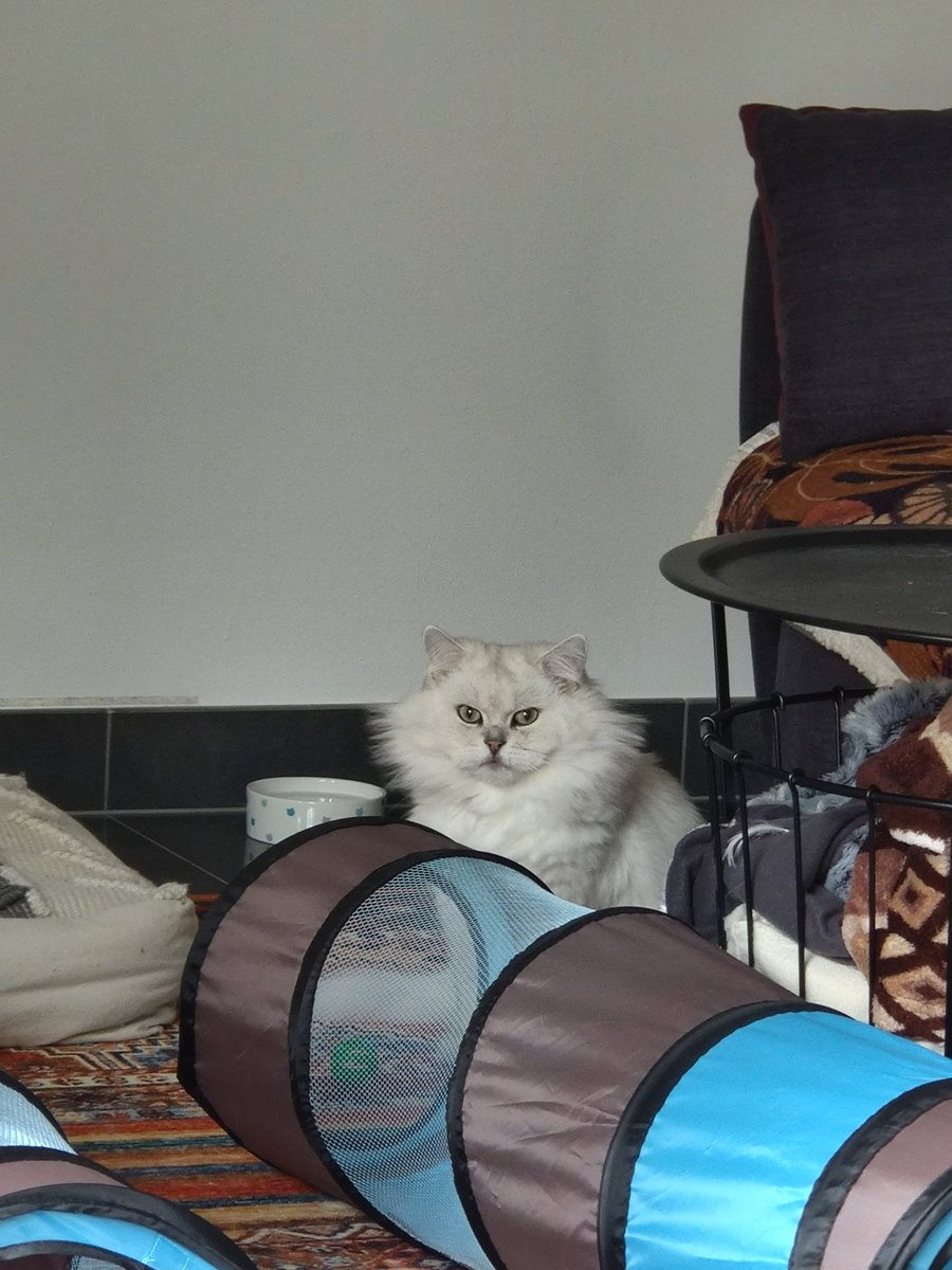 MelemBayati's tweet photo. Struwwelkater

#catcontent https://t.co/3t241I6iz3