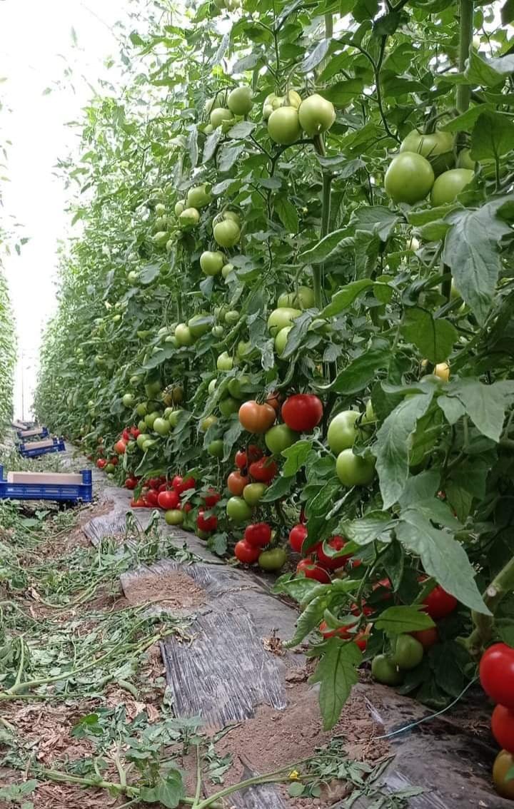 If you are interested in greenhouse tomatoes, 🍅🍅🍅 farming, ❤️,  like and retweet.