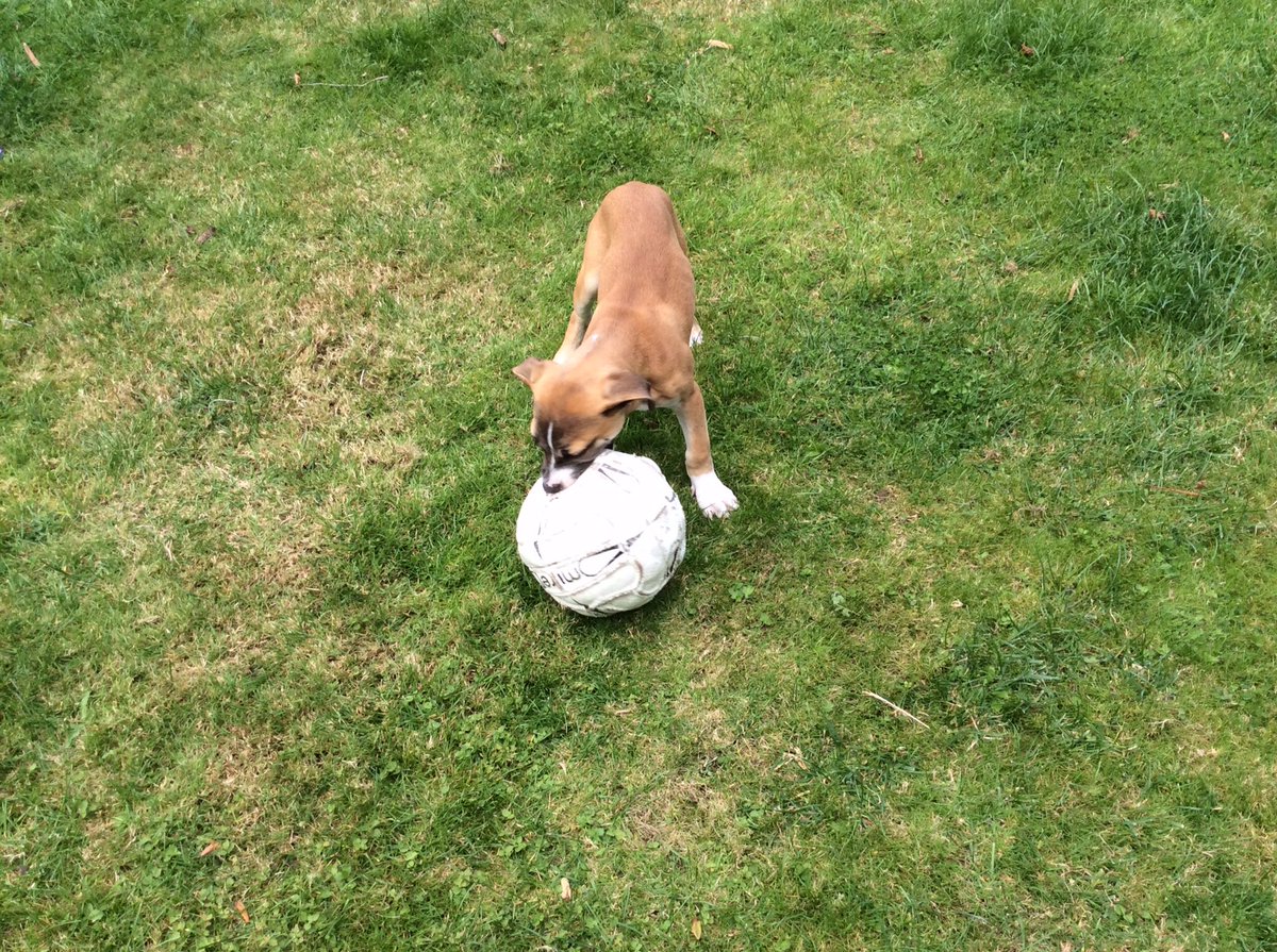 hugopooch's tweet photo. 8 years ago my #mummy and #daddy went to @leicesteranimalaid and I rescued them happy #gotcha day to me #AdoptDontShop #staffie #family #RescueDogs https://t.co/WK95elRqkY