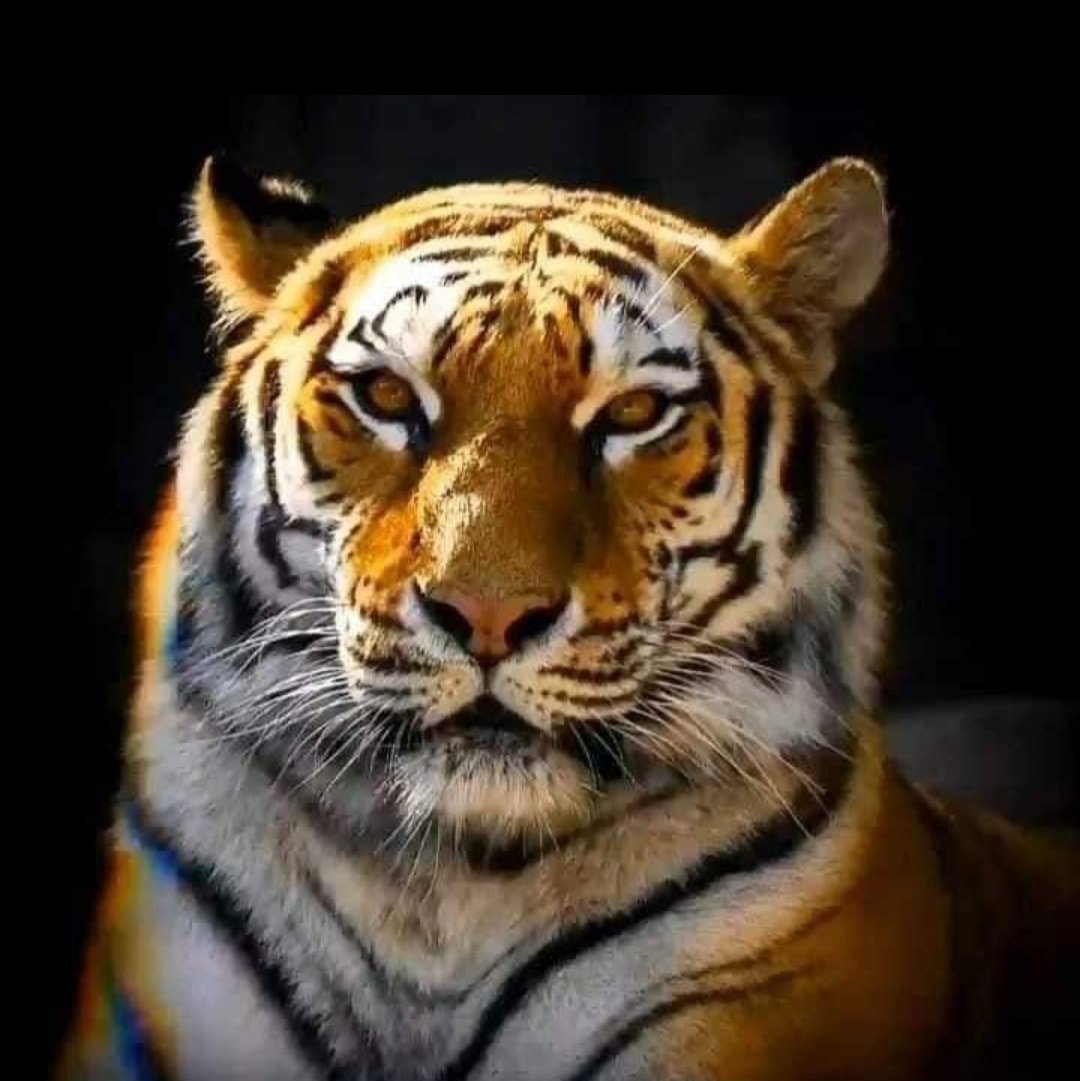 AchalkMishra's tweet photo. #NewProfilePic https://t.co/0MfQ42D6Sm