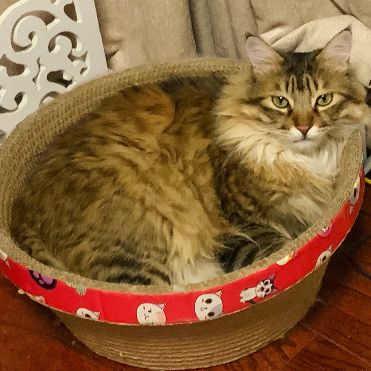 RongRong_thecat's tweet photo. It’s me

#cats #CatsOfTwitter #cat https://t.co/mJ1KQZOGm3