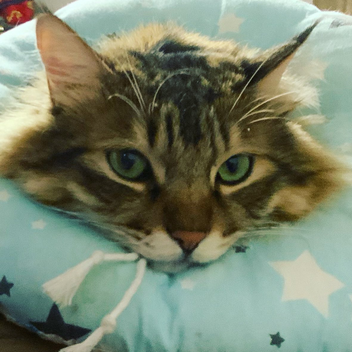 RongRong_thecat's tweet photo. It’s me

#cats #CatsOfTwitter #cat https://t.co/mJ1KQZOGm3