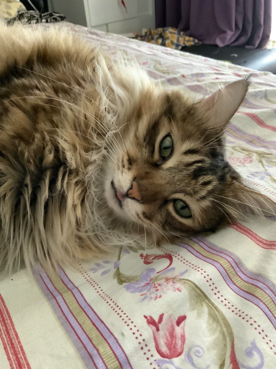 RongRong_thecat's tweet photo. It’s me

#cats #CatsOfTwitter #cat https://t.co/mJ1KQZOGm3