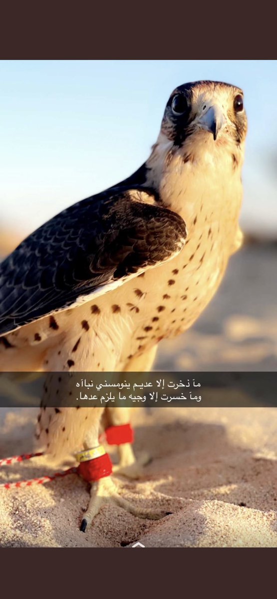 عبدالله بن فارس بن بادي (@alfaris88991) on Twitter photo 