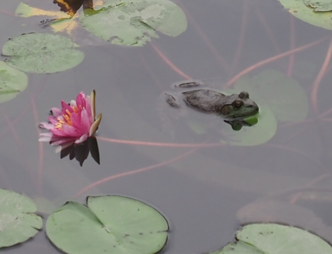 でっかくなっちゃった！

#京都市動物園 #kyotocityzoo #噴水池 #スイレン #ウシガエル #1カ月で #葉が沈むほど #大きく #fountainpond #waterlily #bullfrog #leavessink #inamonth #growbig