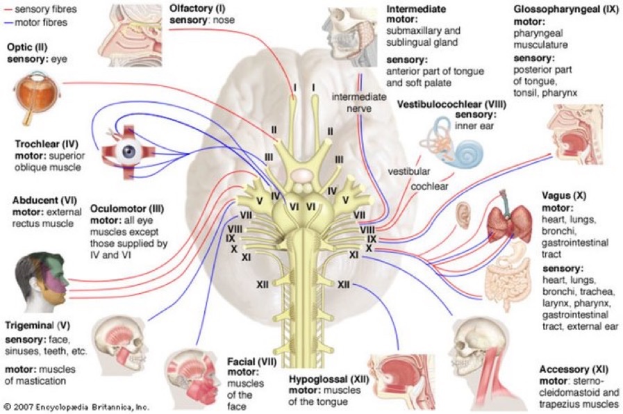 BrownJHM's tweet photo. Visual illustration of cranial nerves #BJHM #MedEd #Medtwitter #FOAMed #Neurotwitter #Anatomy #medstudenttwitter https://t.co/Xy8D3apxxN