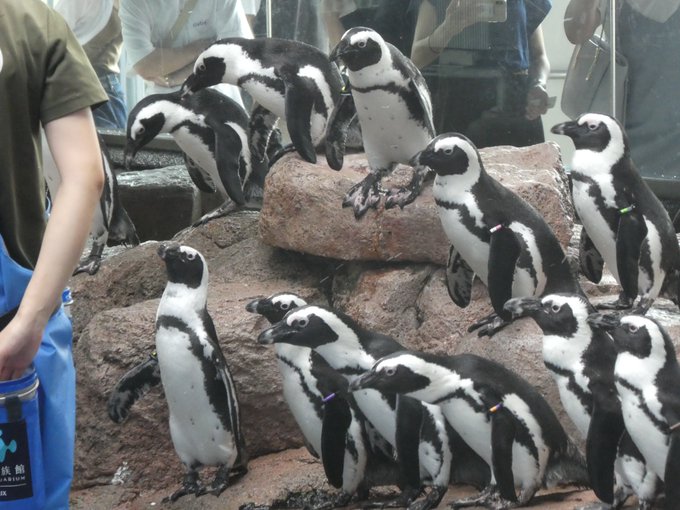 ペンギンのtwitterイラスト検索結果 ペンギンのtwitterイラスト検索結果