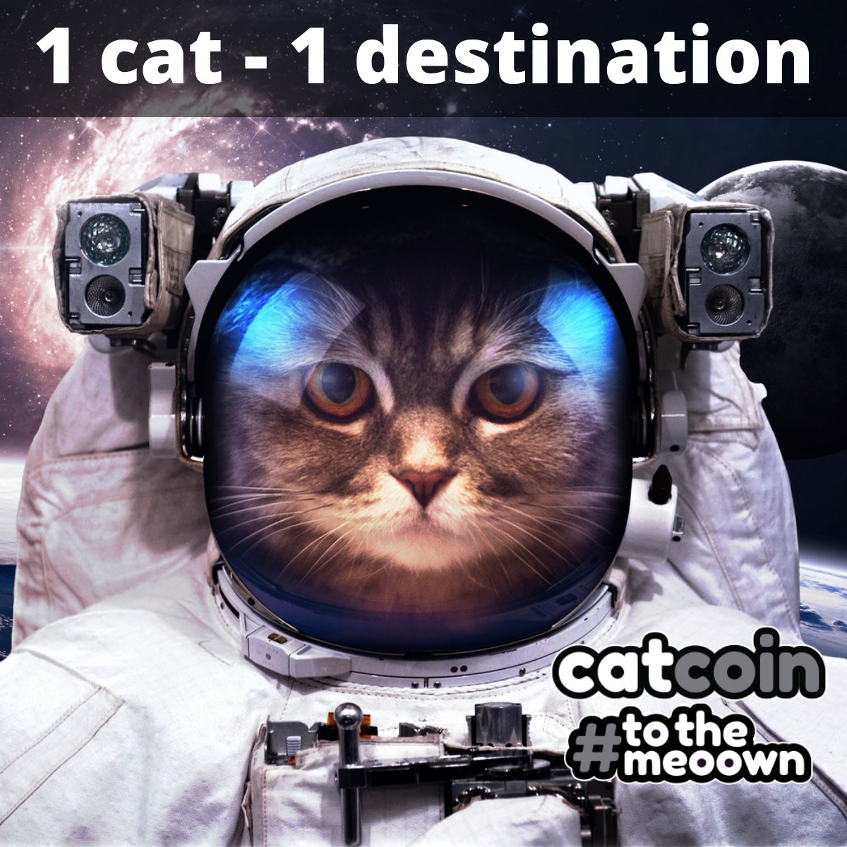 FreeCatcoin's tweet photo. #Catcoin and it's #Catcoinarmy grows stronger every day. Going to the meown is just a matter of time. #Tothemeoown https://t.co/jEWMzHr6Zy