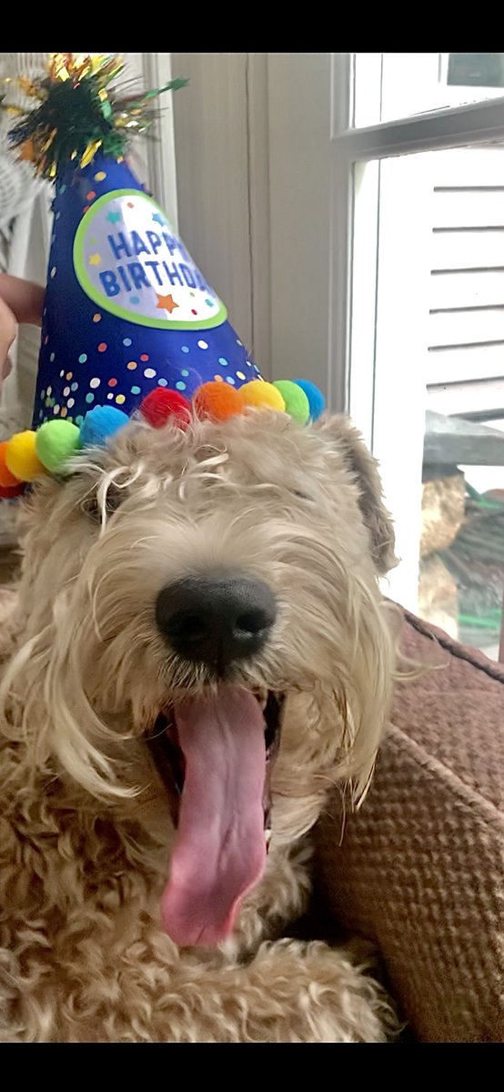 TerrierWheaten's tweet photo. 🎶 Happy Birthday to Me… 🎵 … Happy Birthday Dear G -Man, Happy Birthday to Me🎶 I’m Four Today!  Woot Woot! I’ll smile after the dang hat is off &amp; I gobble my tweats!
🥳 🎂 🥳 🎂🥳🎂🥳🎂
#wheatenterrier #dogsoftwitter #birthday https://t.co/W9OWw1aFgC