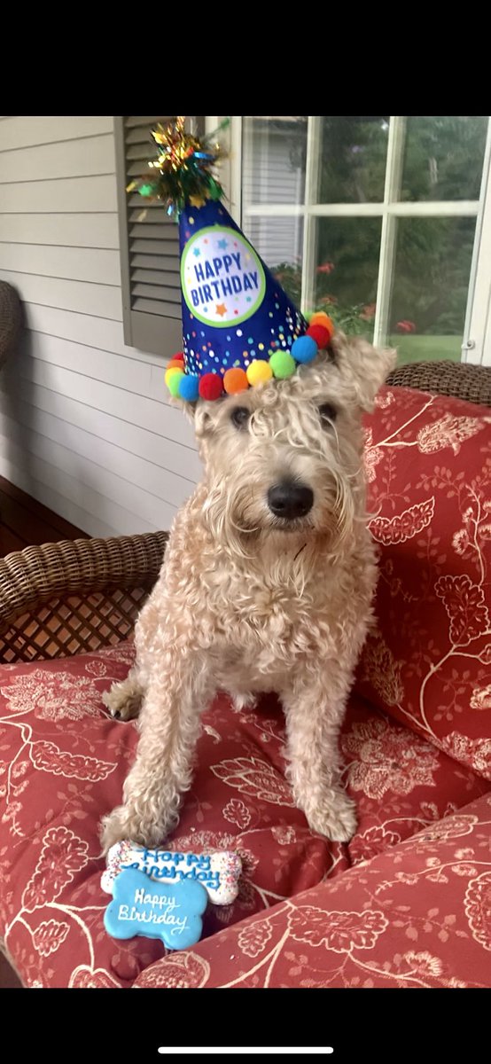 TerrierWheaten's tweet photo. 🎶 Happy Birthday to Me… 🎵 … Happy Birthday Dear G -Man, Happy Birthday to Me🎶 I’m Four Today!  Woot Woot! I’ll smile after the dang hat is off &amp; I gobble my tweats!
🥳 🎂 🥳 🎂🥳🎂🥳🎂
#wheatenterrier #dogsoftwitter #birthday https://t.co/W9OWw1aFgC