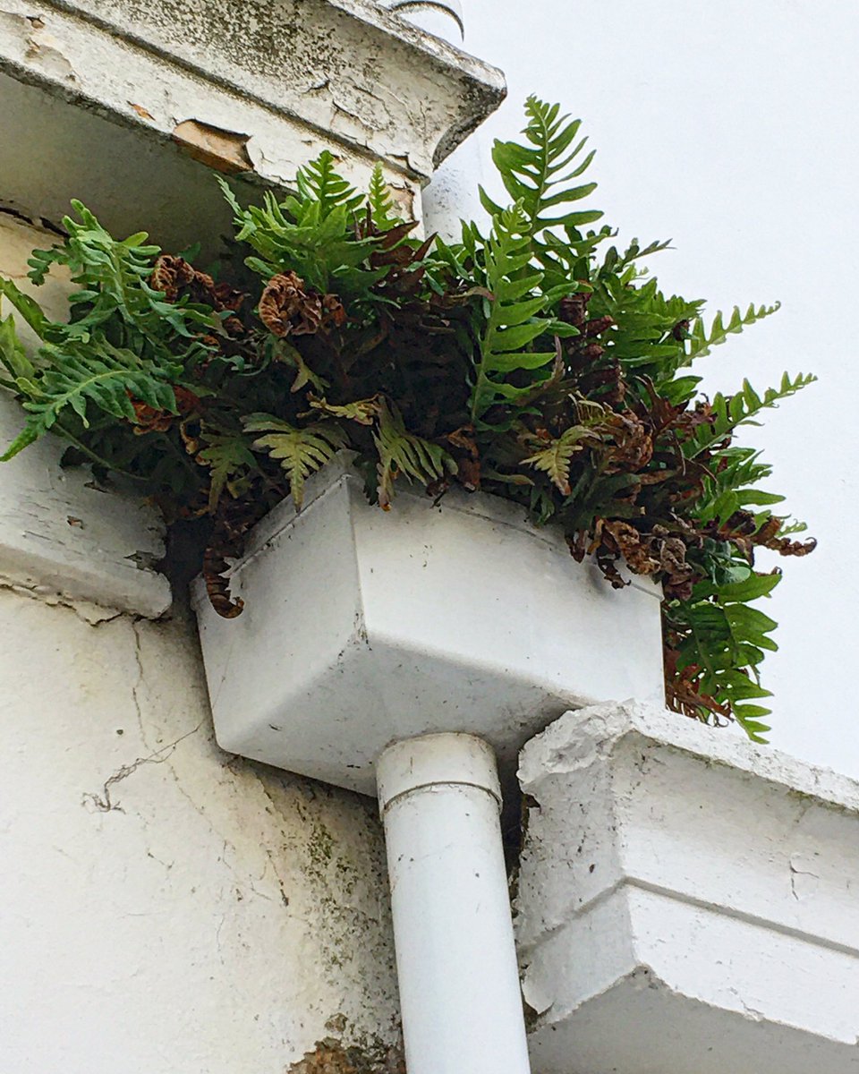 This polypod fern has been thriving for years in a rainwater downpipe hopper. Even after weeks of drought it’s still green and happy, no hydroponic water system, just opportunity and neglect!!! But how does it achieve this amazing feat of survival? artecology.space/blog/2021/11/1…
