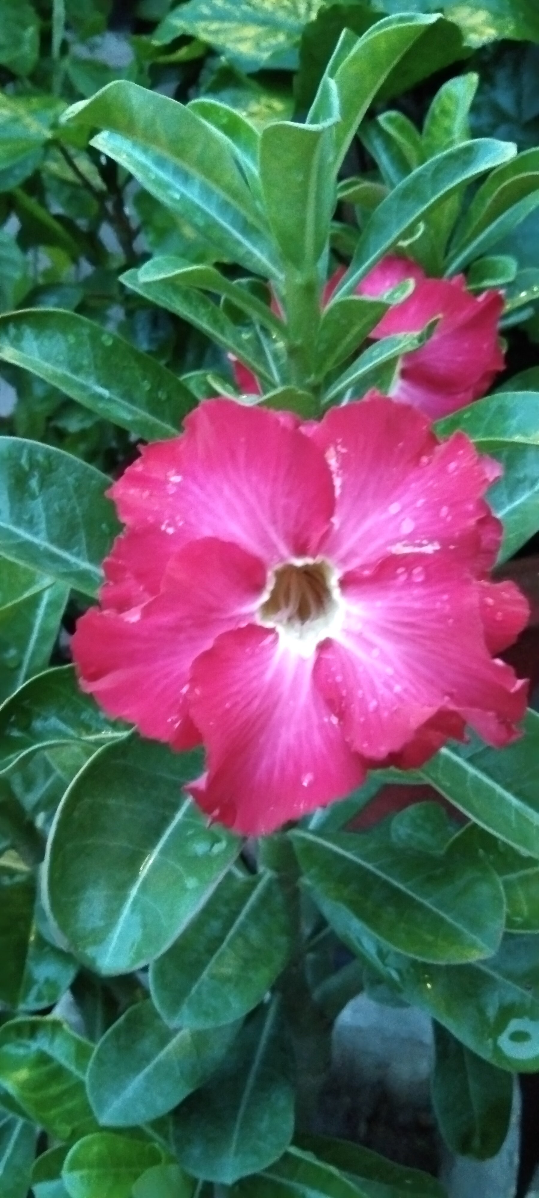 Kenji 🌸 delivering flowers every day 🌸 🚀 on Twitter "Sunflower 😌 https