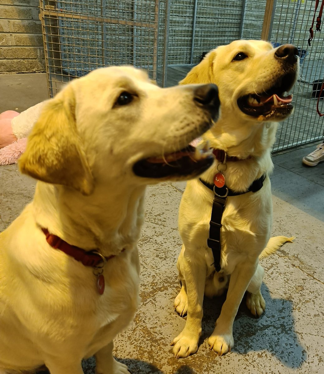 autismdogsirl's tweet photo. #pupsintraining Kaiser &amp; Marvin popped into AADI HQ recently with their volunteer puppy fosterers! Puppy Supervisor Jessie answered all questions that our fosterers had, while Kaiser &amp; Marvin practiced

✅ Recall 🔁
✅ Distractions 🧑🏻‍🤝‍🧑🏻

Well done Kaiser and Marvin 🐕‍🦺🐾 https://t.co/uAxMNjz0ef