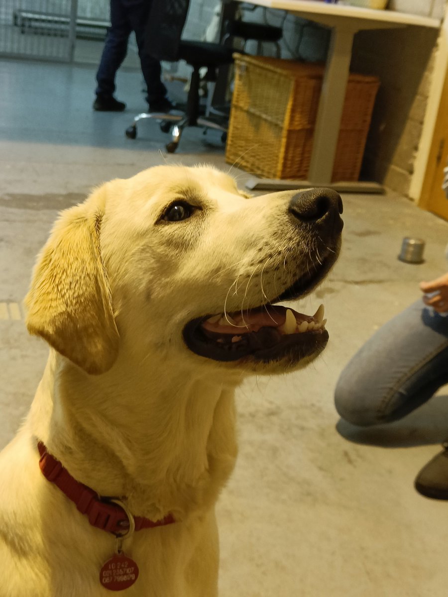 autismdogsirl's tweet photo. #pupsintraining Kaiser &amp; Marvin popped into AADI HQ recently with their volunteer puppy fosterers! Puppy Supervisor Jessie answered all questions that our fosterers had, while Kaiser &amp; Marvin practiced

✅ Recall 🔁
✅ Distractions 🧑🏻‍🤝‍🧑🏻

Well done Kaiser and Marvin 🐕‍🦺🐾 https://t.co/uAxMNjz0ef