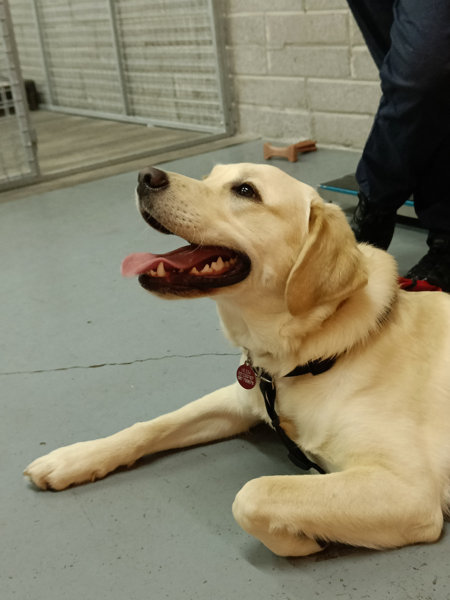 autismdogsirl's tweet photo. #pupsintraining Kaiser &amp; Marvin popped into AADI HQ recently with their volunteer puppy fosterers! Puppy Supervisor Jessie answered all questions that our fosterers had, while Kaiser &amp; Marvin practiced

✅ Recall 🔁
✅ Distractions 🧑🏻‍🤝‍🧑🏻

Well done Kaiser and Marvin 🐕‍🦺🐾 https://t.co/uAxMNjz0ef