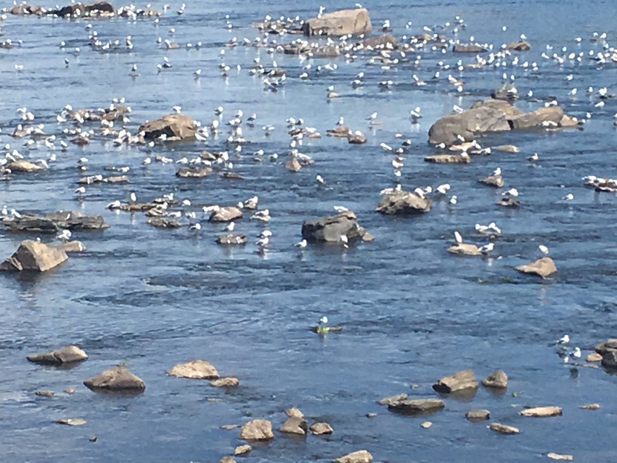 laparker6's tweet image. Welcome to Trenton! As Delaware River water levels drop due to drought, thousands of sea gulls perch on exposed rocks between Trenton and Morrisville. Get some exercise today. Go see this interesting event.