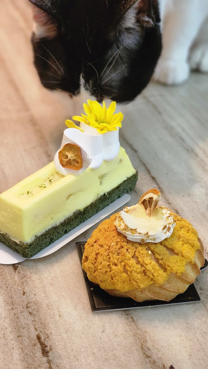 고양이는 냄새 맡지만 절대 먹지 않아