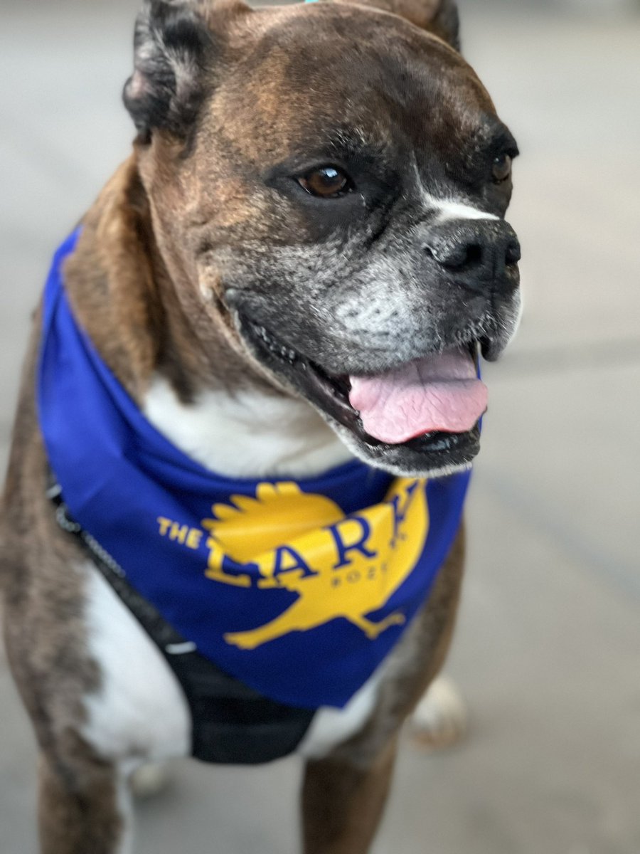 group_jh's tweet photo. @QuantumPups Tycho sporting some merch from his summer road-trip with his human (JHGroup PI Zeke JH). https://t.co/VbmDiQG13Z