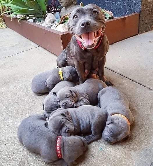 thehappydog_'s tweet photo. Give beautiful names for my children 😘😍😍 https://t.co/ptqCiAlCS6