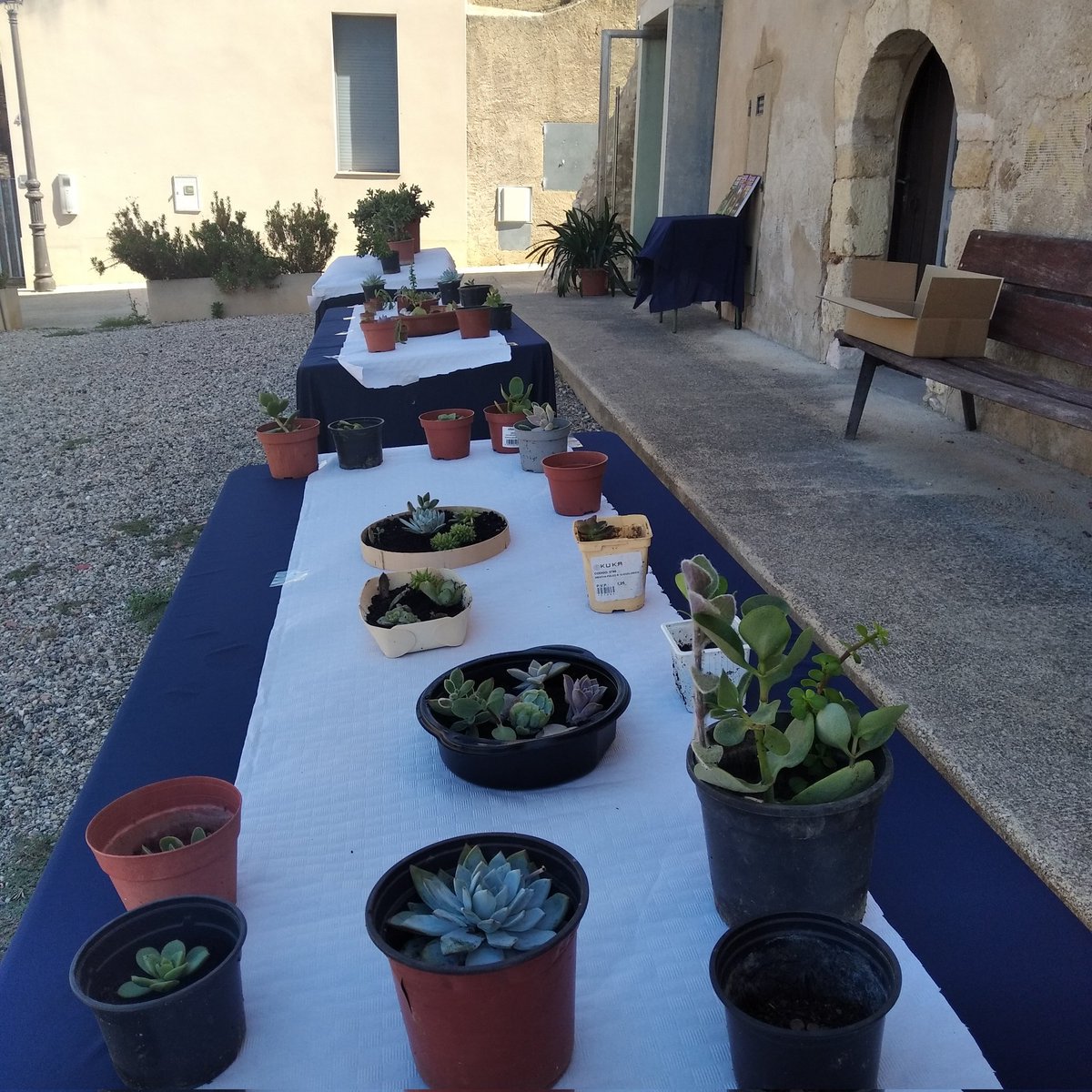 assumpta_ferre's tweet photo. Una alegria haver pogut fer aquesta activitat, intercanvi de suculentes.En aquest món tant competitiu, passar una bona estona intercanviant plantes en un marc incomparable no té preu.#salomó #calcadernal https://t.co/PU8gDY0iPx