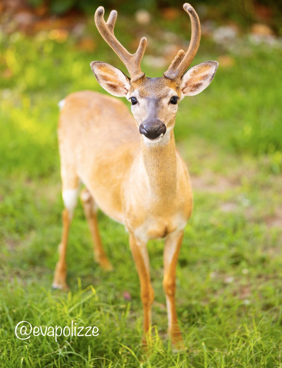 EvaPolizze's tweet photo. Key deer are the smallest white-tailed deer in North America and only live on a small island in the Florida Keys—Big Pine Key (although they will swim to the nearby islands, too!).                                                

#keydeer #keydeerrefuge #photography https://t.co/lwQPeZoLFk