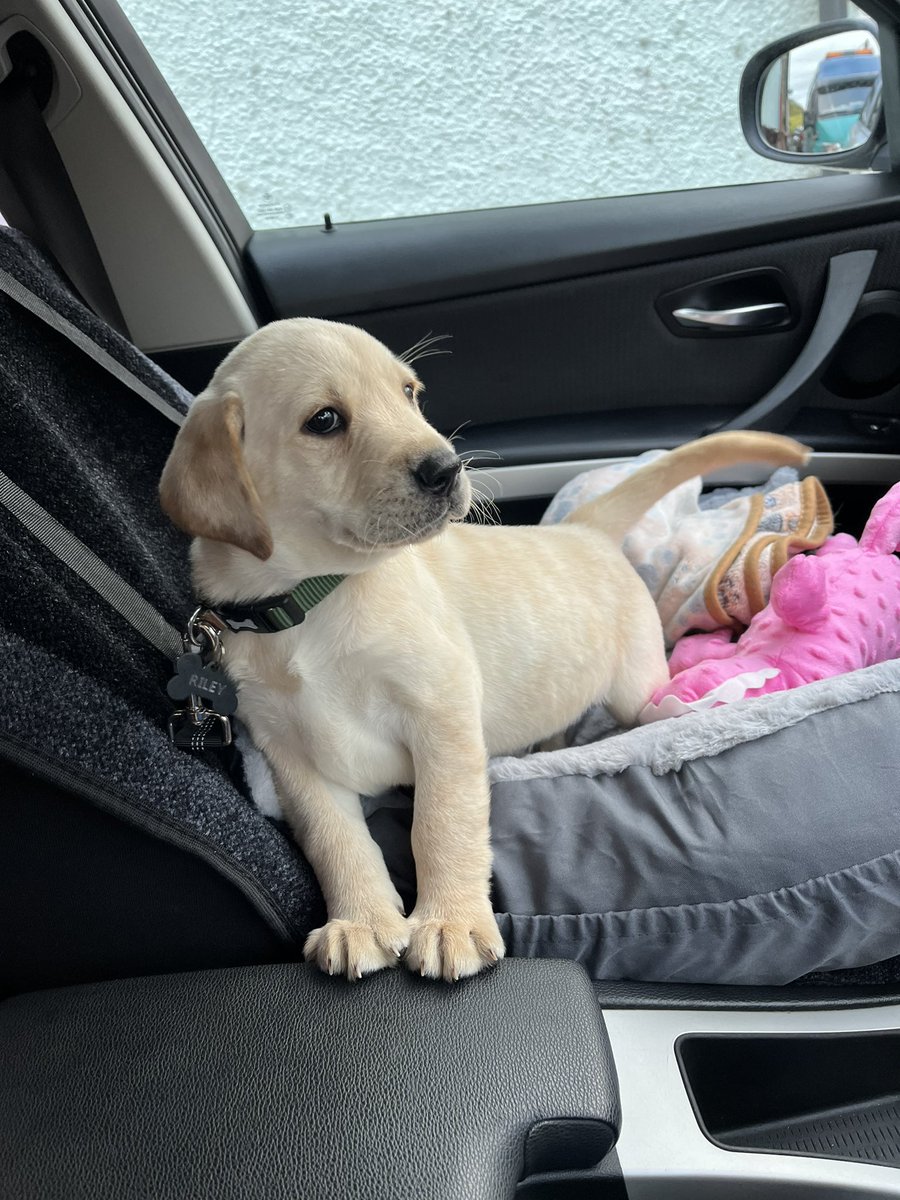 Lyns8843's tweet photo. Say hello to Riley, my partner in crime ❤️🐾🐾 https://t.co/9jYwK5uh8b