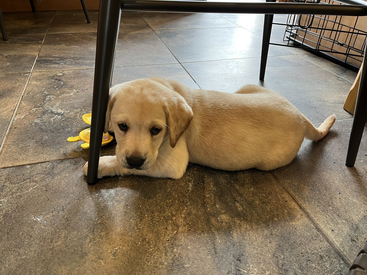 Lyns8843's tweet photo. Say hello to Riley, my partner in crime ❤️🐾🐾 https://t.co/9jYwK5uh8b