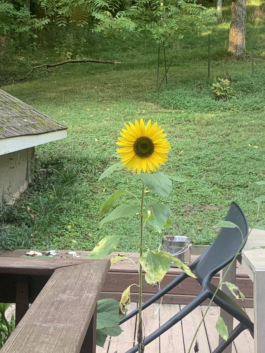 Kitkhet's tweet image. Yellow sunflower
“Taller than me!” she squealed.
End of summer splash. (How’s that @susanjtweit ?!)