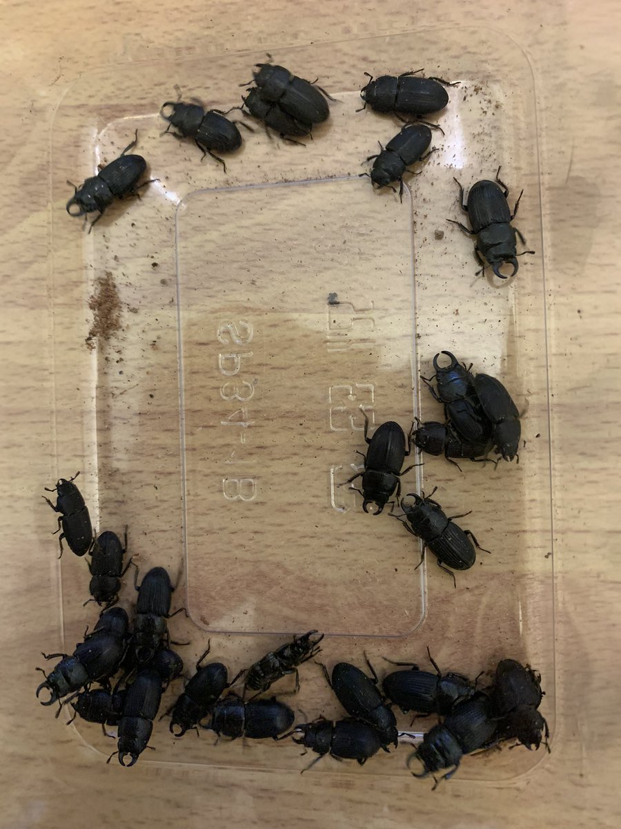 THYbeetles's tweet photo. Aegus chelifer
南洋肥角鍬形蟲
-
屏東|潮州(Chaozhou Township)
——————————————————
#thybeetles
#insects #beetles #stagbeetles #Aegus #Aeguschelifer
#南洋肥角鍬形蟲 #昆蟲 #甲蟲 #鍬形蟲 https://t.co/9AcqVGynFz