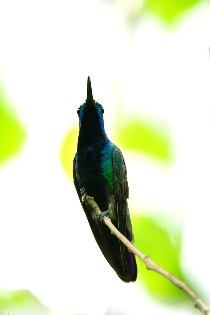 jcphtography's tweet photo. Male Black throated Mango. Tobago https://t.co/IQjBgwnO22