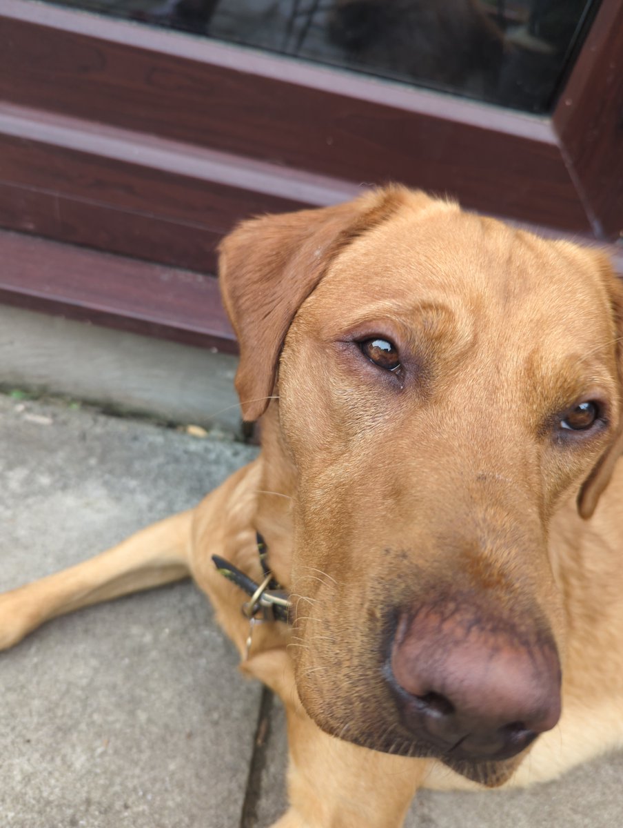 Lando Dog finally turned up alive and well at 5am this morning. Thanks for the help folks. 👍