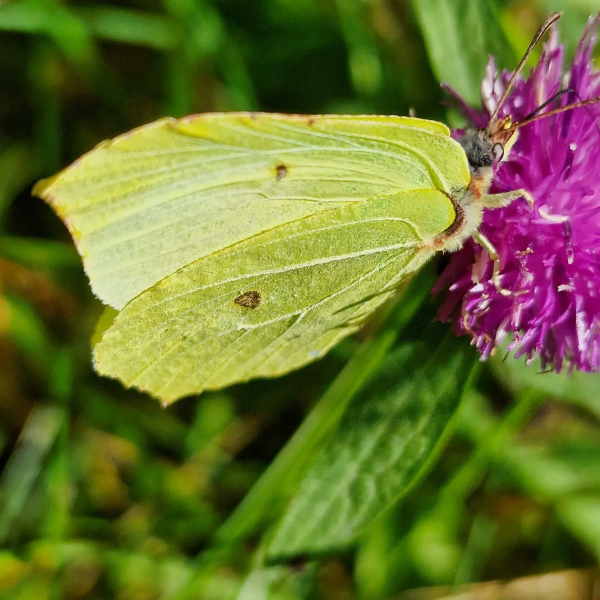 karska's tweet photo. Sitronsommarfuggelen takkar snart for seg. "Sest neste år" 🦋 https://t.co/MRynn79dgQ