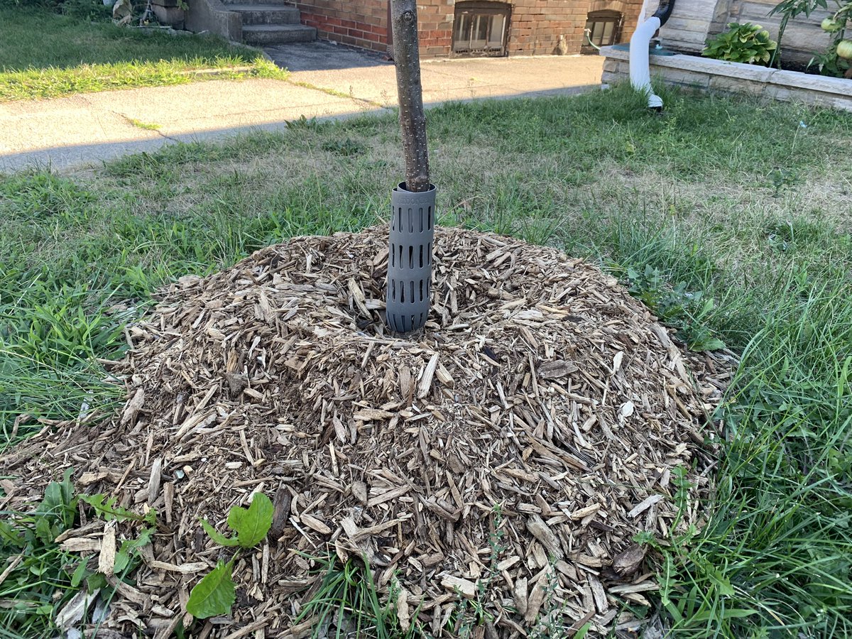 Adding insult to injury by volcano mulching badly planted trees (2 deep) + ruinous pruning + insufficient H2O. Reaching 40% canopy -an impossible dream under current  practises. Who’s minding the urban forest? Why do we pay people to do this awful work?#arborcide <a href="/McKelvieWard25/">Sheppard Ave East</a>