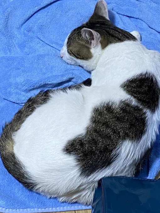 寝てるねこと気付いたねこと尻 