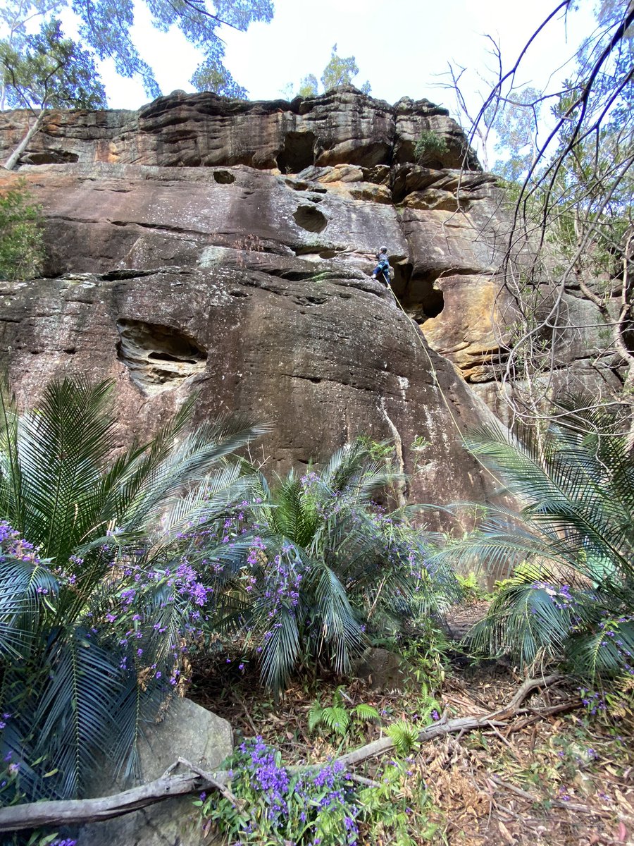 nadiah_rsln's tweet photo. #Hardenbergia flowering EVERYWHERE we climbed today! Observation submitted to the #EnvironmentRecoveryProject on @inaturalist - building an understanding of recovery after the Black Summer fires https://t.co/gb64HgFdJc