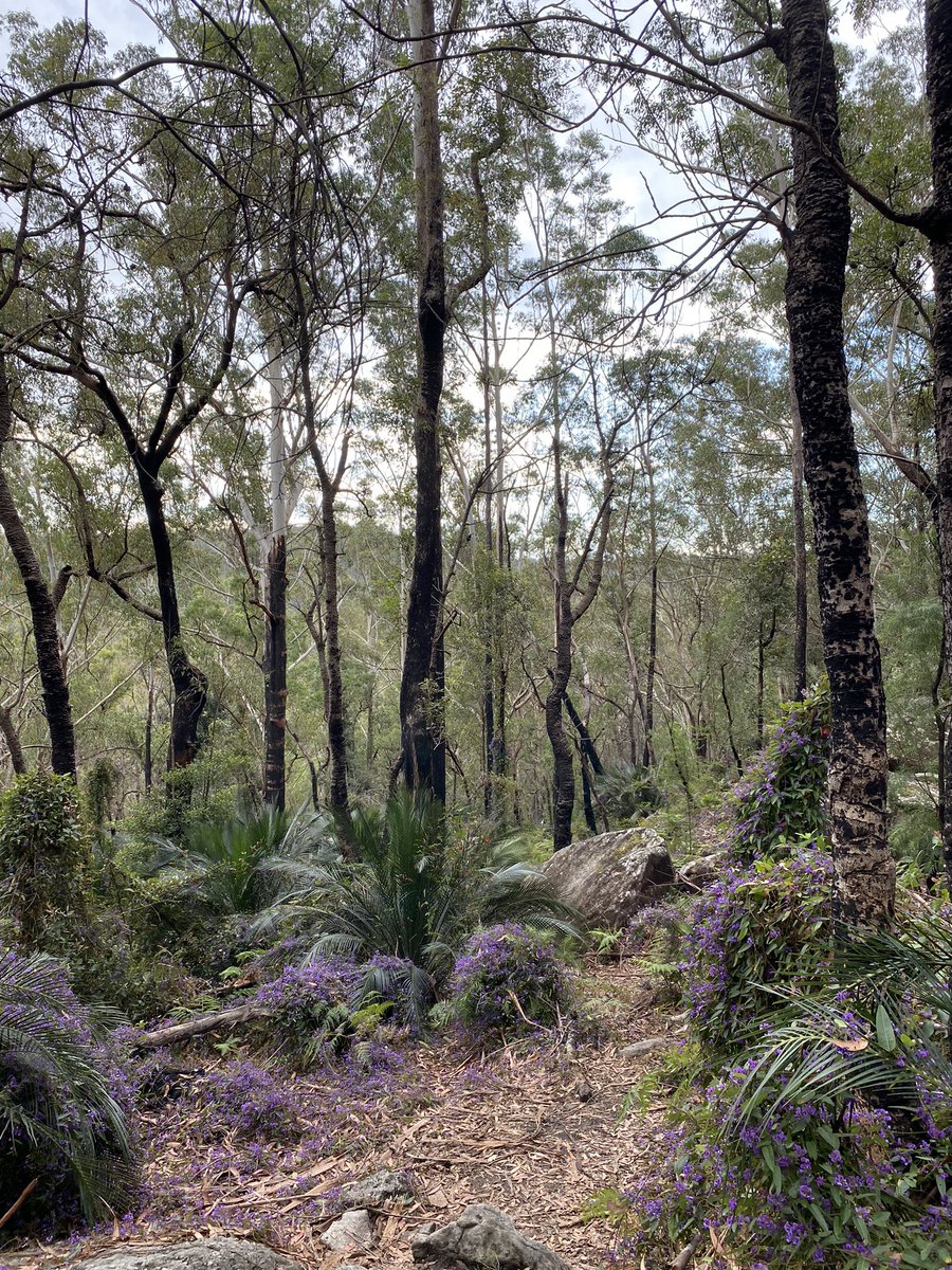 nadiah_rsln's tweet photo. #Hardenbergia flowering EVERYWHERE we climbed today! Observation submitted to the #EnvironmentRecoveryProject on @inaturalist - building an understanding of recovery after the Black Summer fires https://t.co/gb64HgFdJc