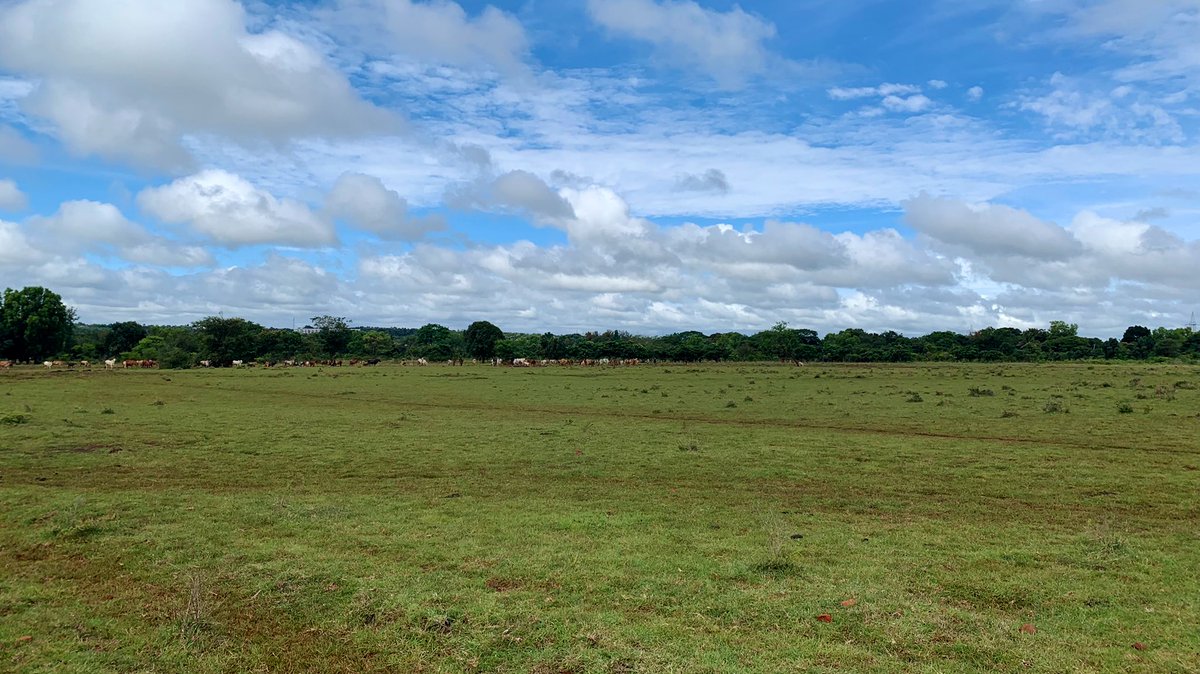 bijoyv's tweet photo. The grasslands of Hessaraghatta are a watershed of life. A unique ecosystem sheltering not just birds but a wealth of biodiversity. Now threatened by unchecked grazing, encroachment &amp; human disturbance #SaveHesaraghatta #birding #conservation @conserve_ind @birdcountindia https://t.co/eMqiHlrShA