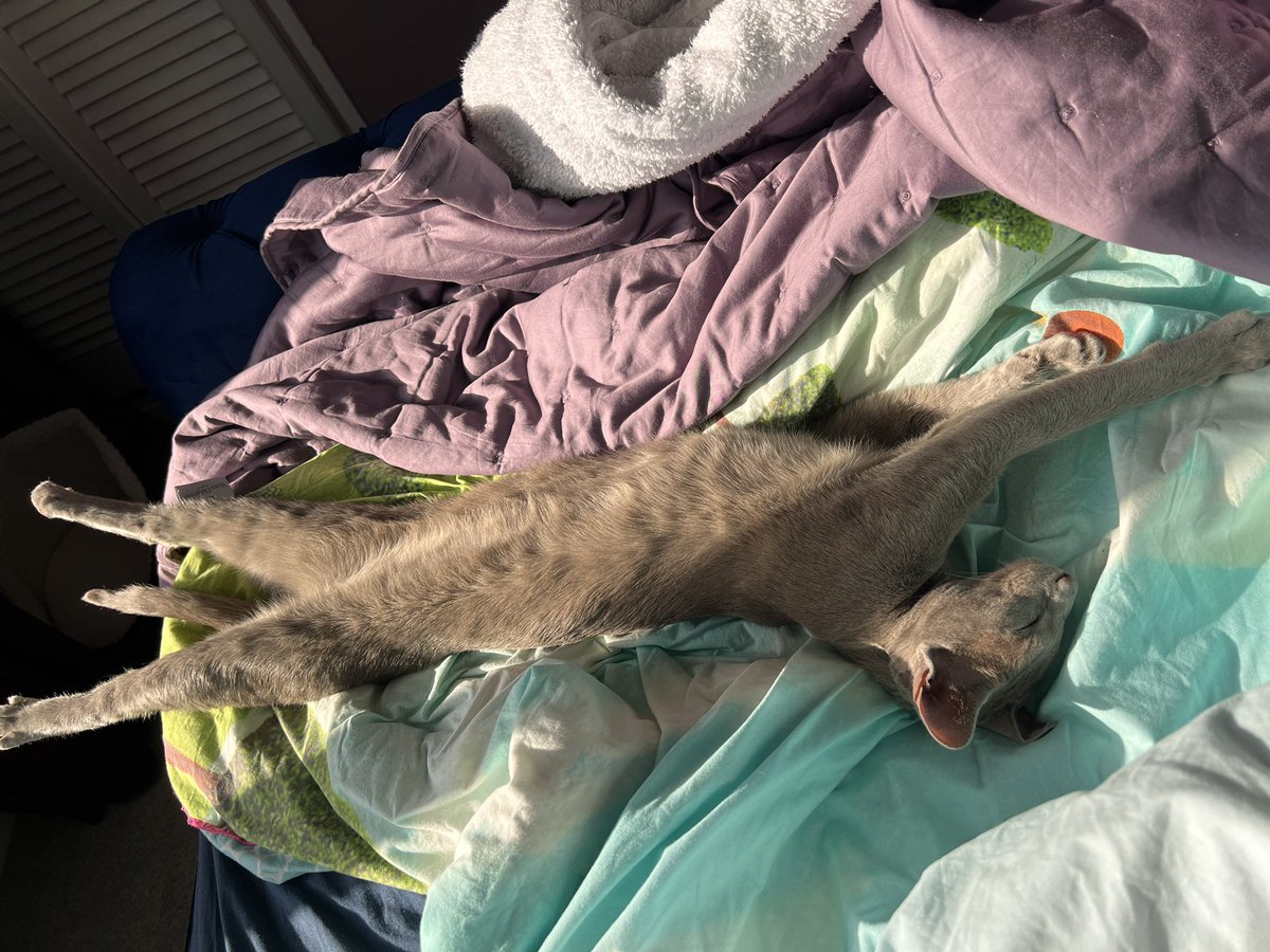 Emblyn3's tweet image. Had a v busy #Caturday so I’m sleeping in this morning. I don’t know why I’m accused of taking up too much space in bed 😼 #CatsOfTwitter