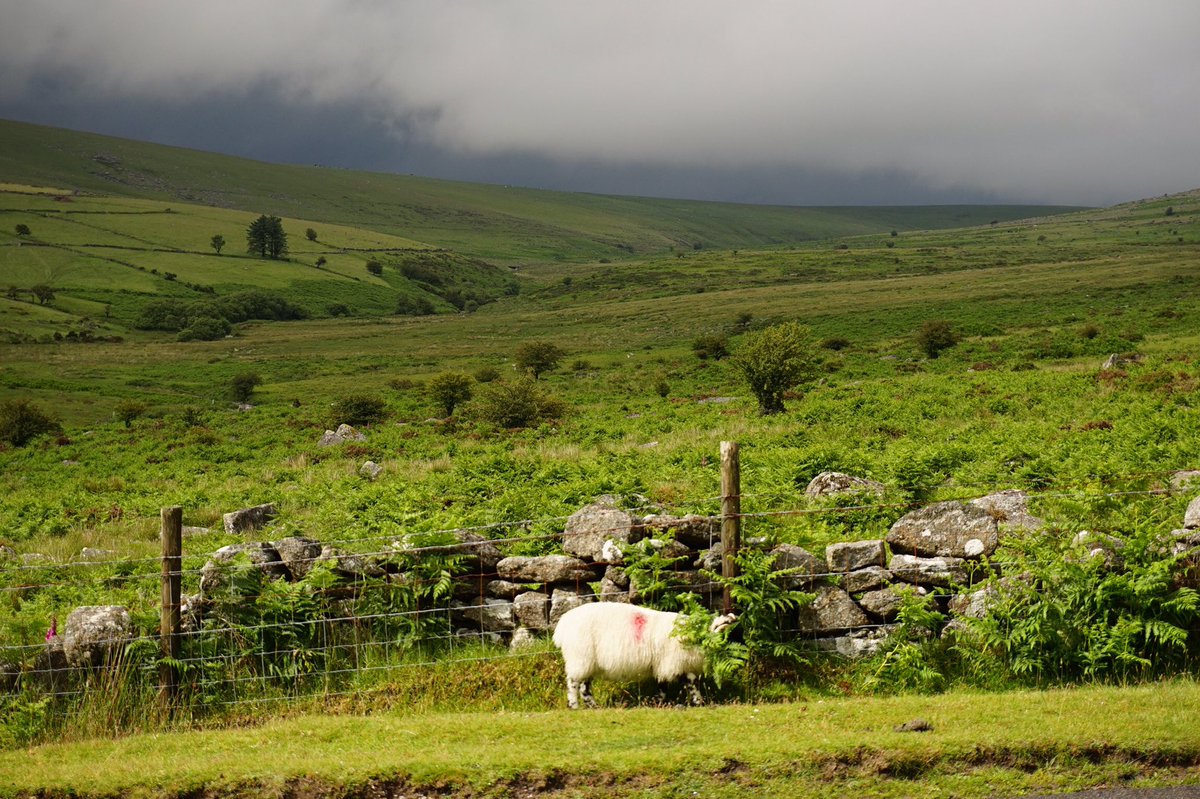 RachelBurch2's tweet photo. I didn’t realise #sundaysheep was a thing, so here’s four #Dartmoor views with sheep 🐑 #Devon. https://t.co/8VWnqjdF47