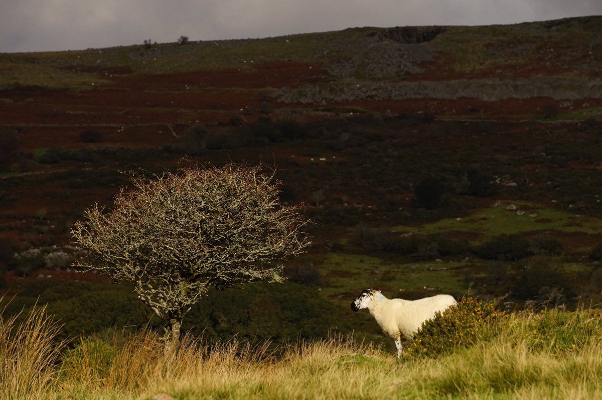 RachelBurch2's tweet photo. I didn’t realise #sundaysheep was a thing, so here’s four #Dartmoor views with sheep 🐑 #Devon. https://t.co/8VWnqjdF47
