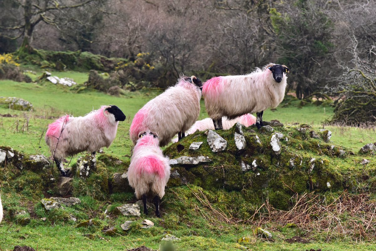RachelBurch2's tweet photo. I didn’t realise #sundaysheep was a thing, so here’s four #Dartmoor views with sheep 🐑 #Devon. https://t.co/8VWnqjdF47