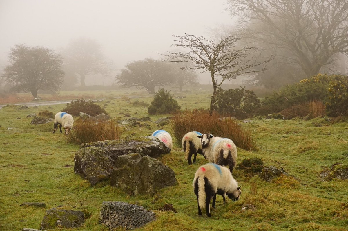 RachelBurch2's tweet photo. I didn’t realise #sundaysheep was a thing, so here’s four #Dartmoor views with sheep 🐑 #Devon. https://t.co/8VWnqjdF47