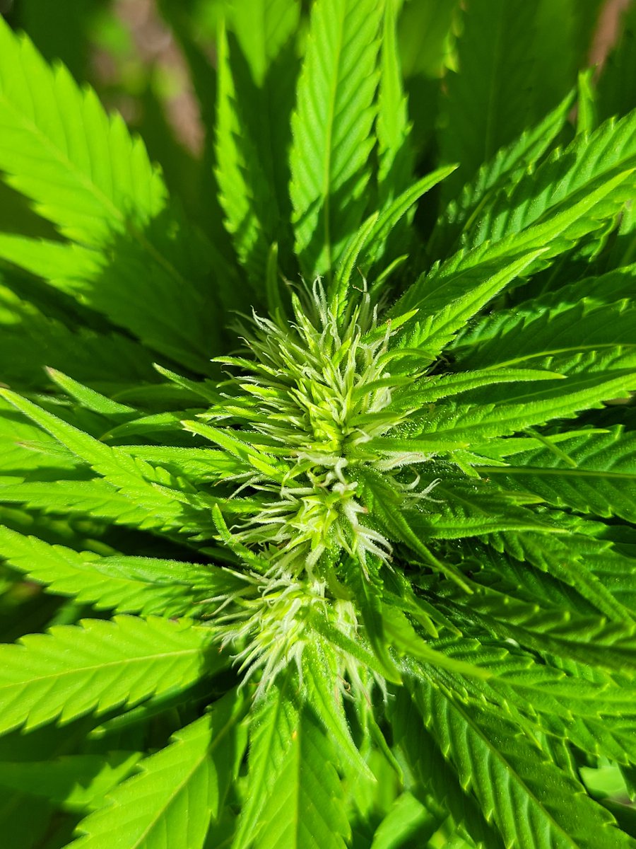 RaulSantos1981's tweet photo. #BuenosDiasATodos desde #Sur con #BubbleFruit y sus cogollos poliploides.
     ⚪️🟠🟡🔴🟢🔵🟣🟤⚫️
La #marihuana poliploide es una mutación  del cannabis que produce hermosos cogollos. Esta mutación genética se puede dar por accidente o con un alcaloide llamado colchicina..
Hilo⬇️ https://t.co/qsPVqm0o9D