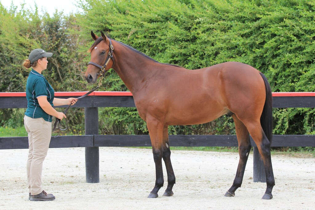 NZTM_TWEET's tweet photo. In Singapore the New Zealand bred #WarFrontier (6g Declaration Of War-Bay Star) has won tonight. He was sold by @CurraghmoreNZ at the 2018 @KarakaChat Book 1 Sale for $80,000  #VisitInvestWin https://t.co/YDdMHX6n5g